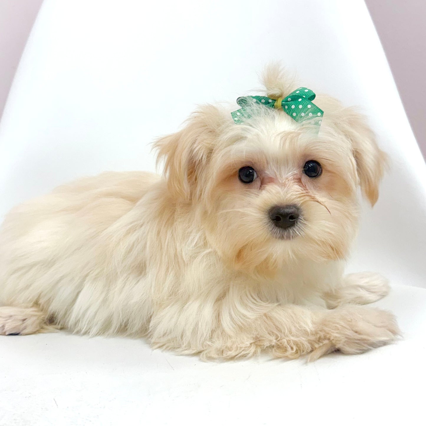 Missy-Female Morkie