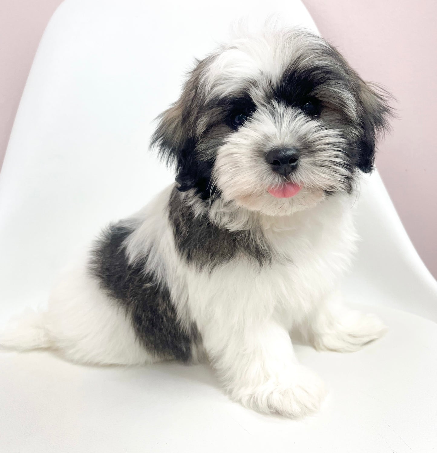 Henry- Male Havanese