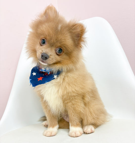 Lionel- Male Pomeranian