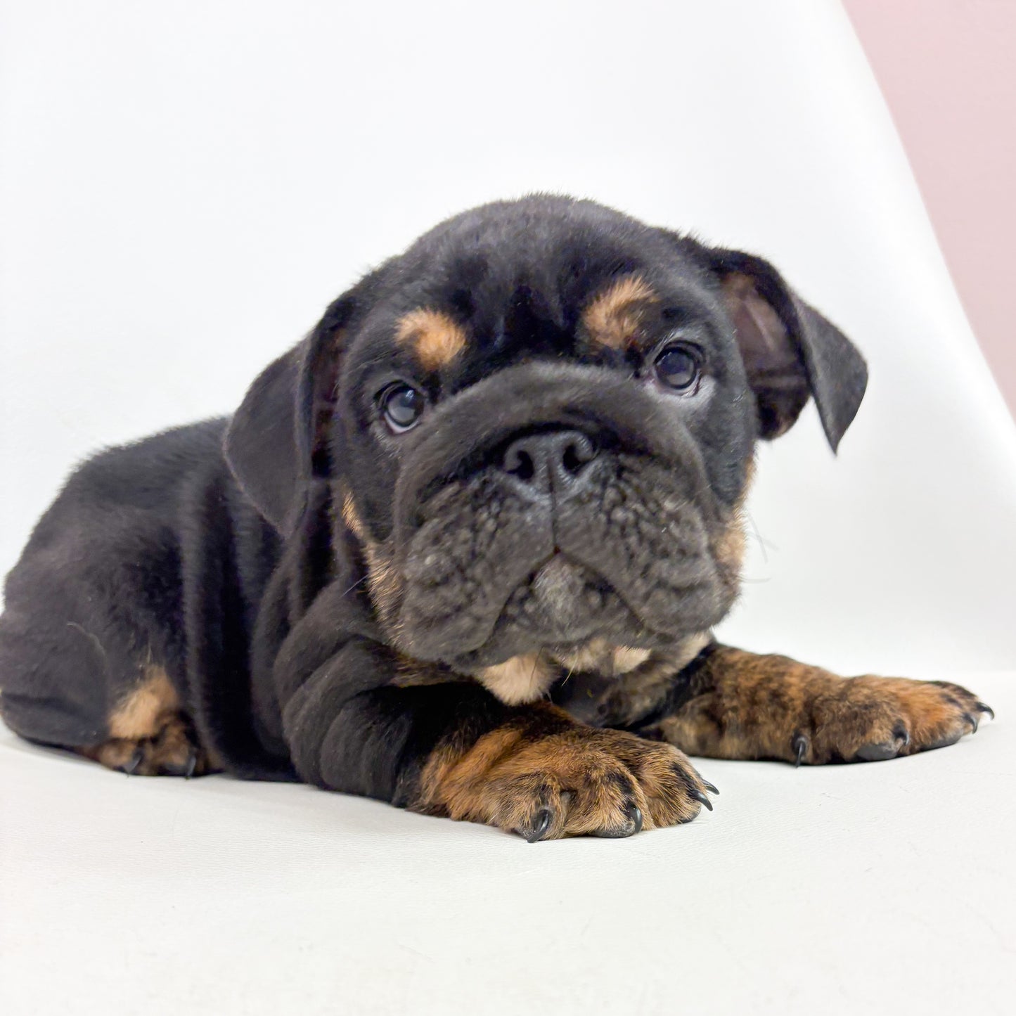 Buck- Male English Bulldog