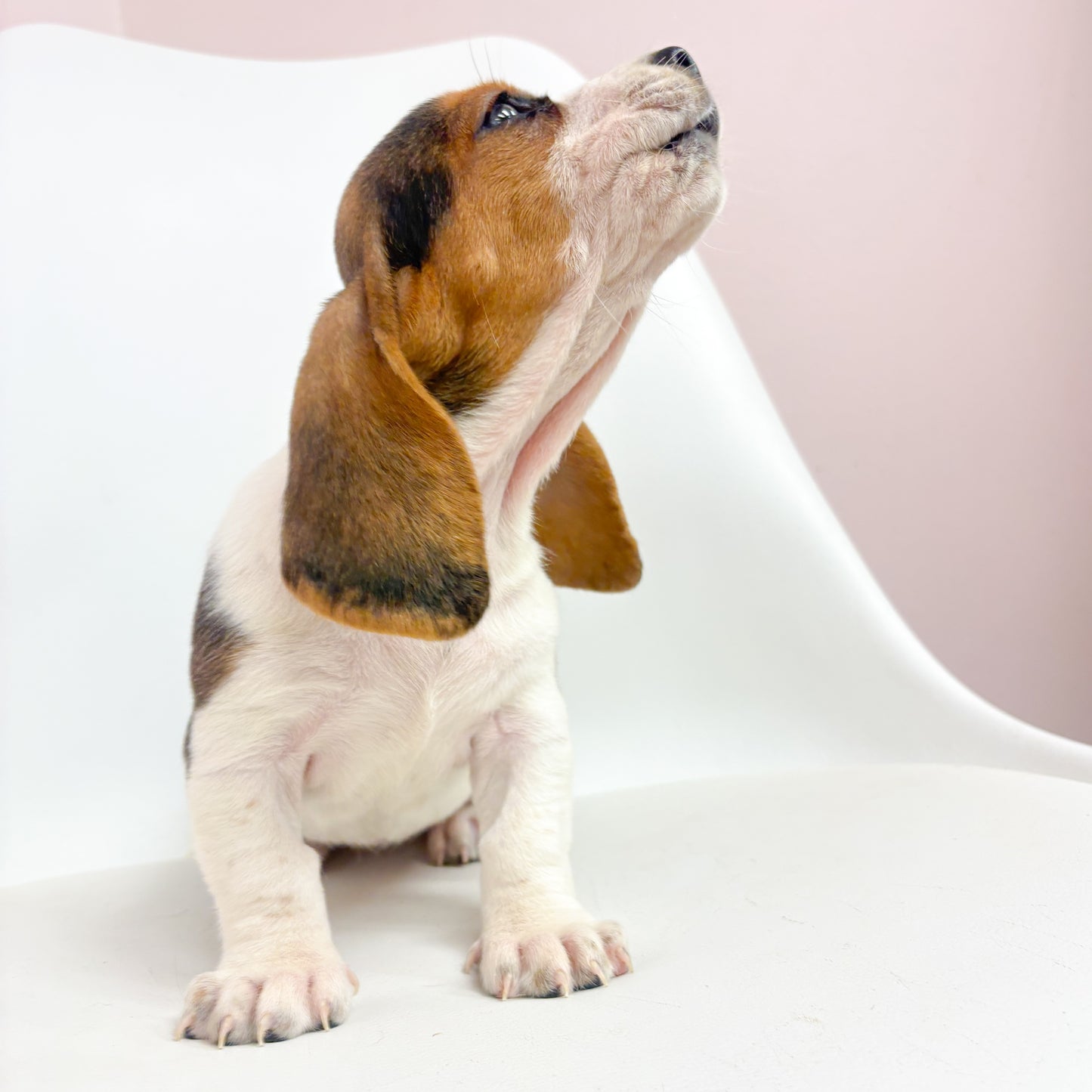 Bertha-Female Basset Hound