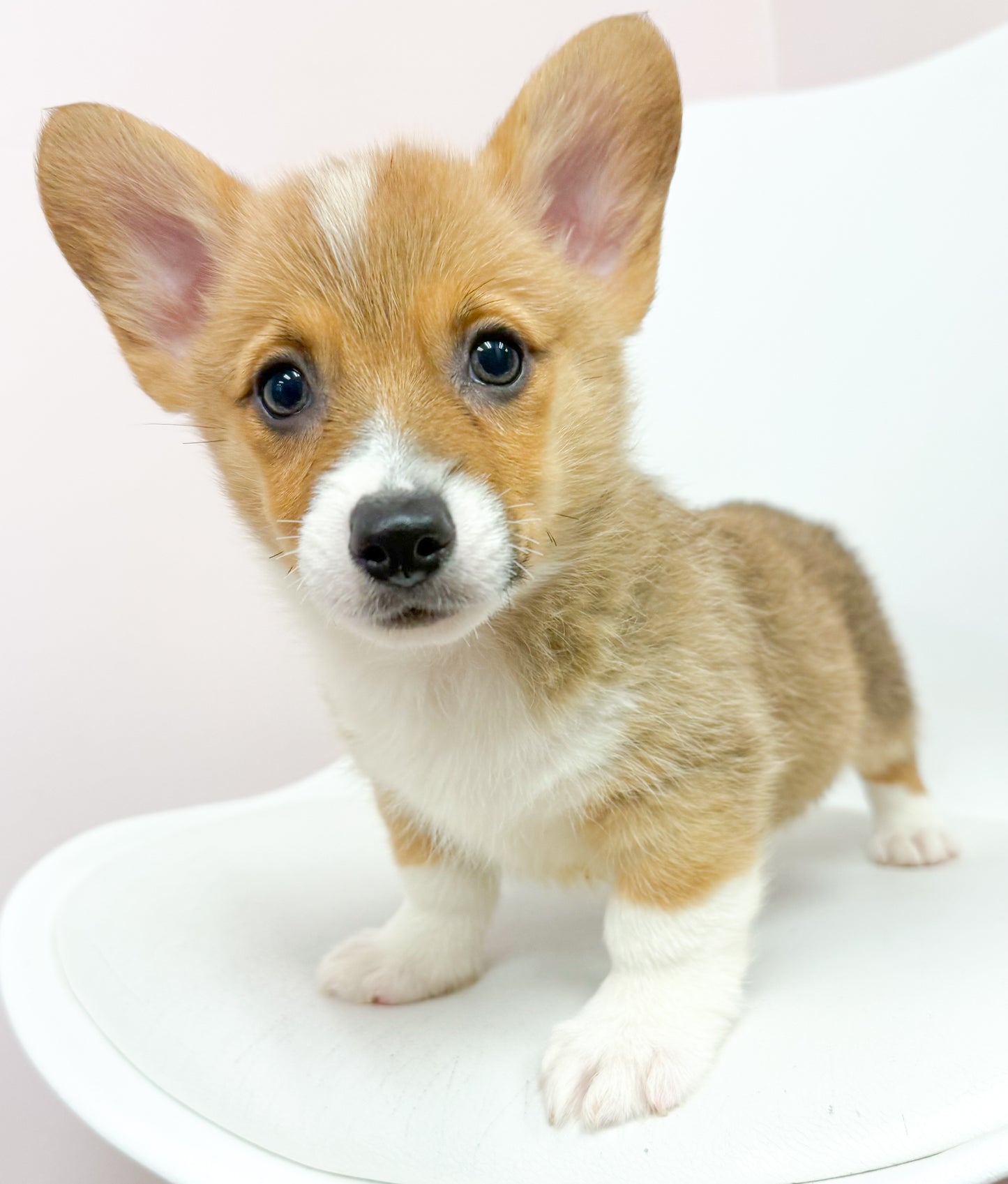 Colin-Male Pembroke Welsh Corgi