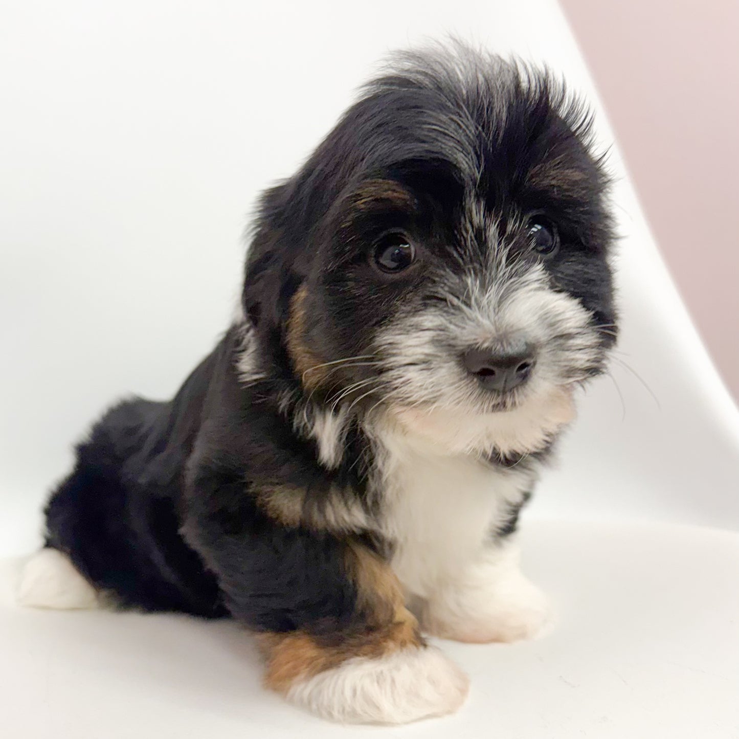 Oliver- Male Aussiechon