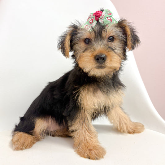 Ellie- Female Yorkie