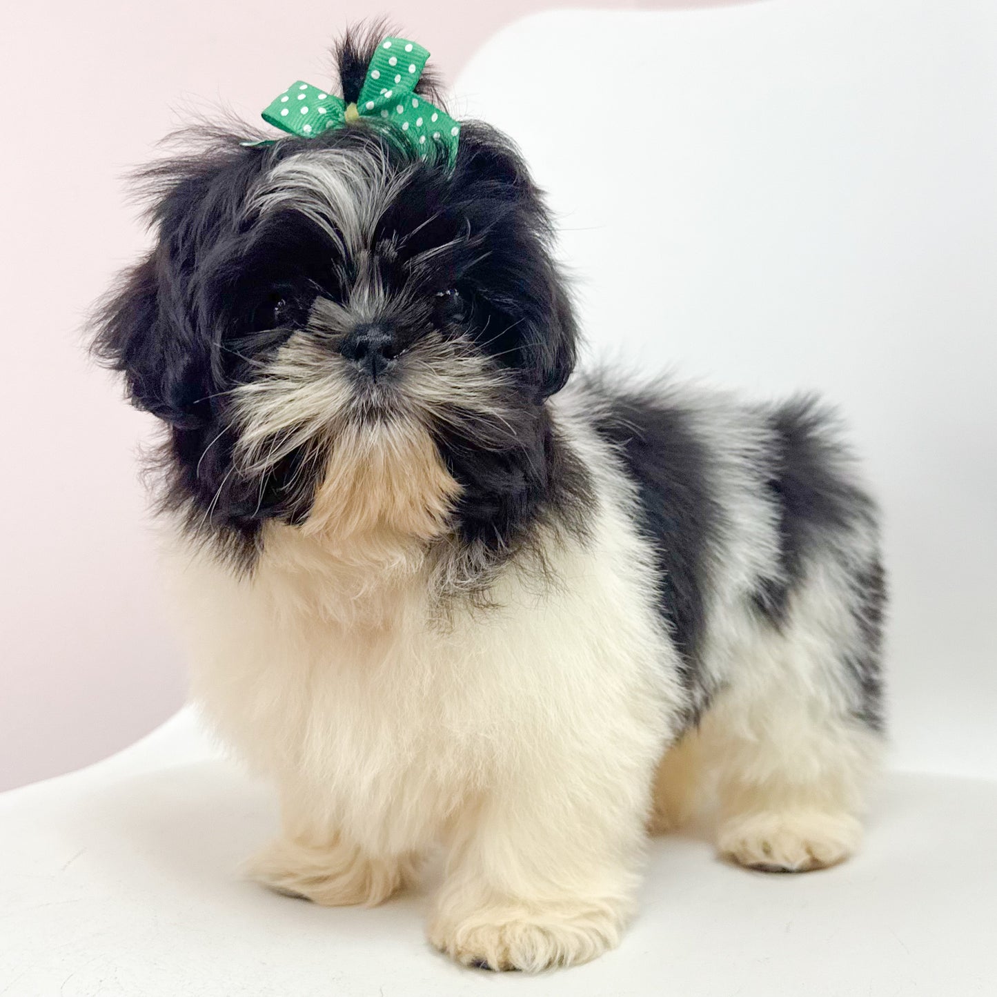 Sarah-Female Shih Tzu