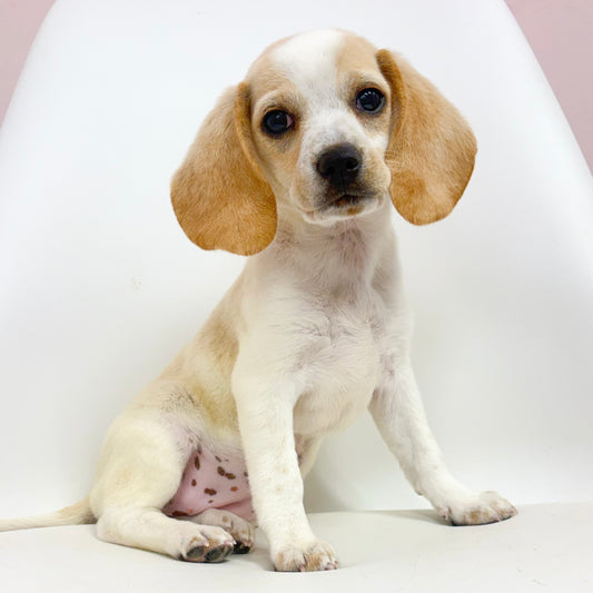 Margot- Female Beagle