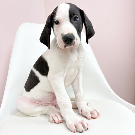 Odin- Male Great Dane
