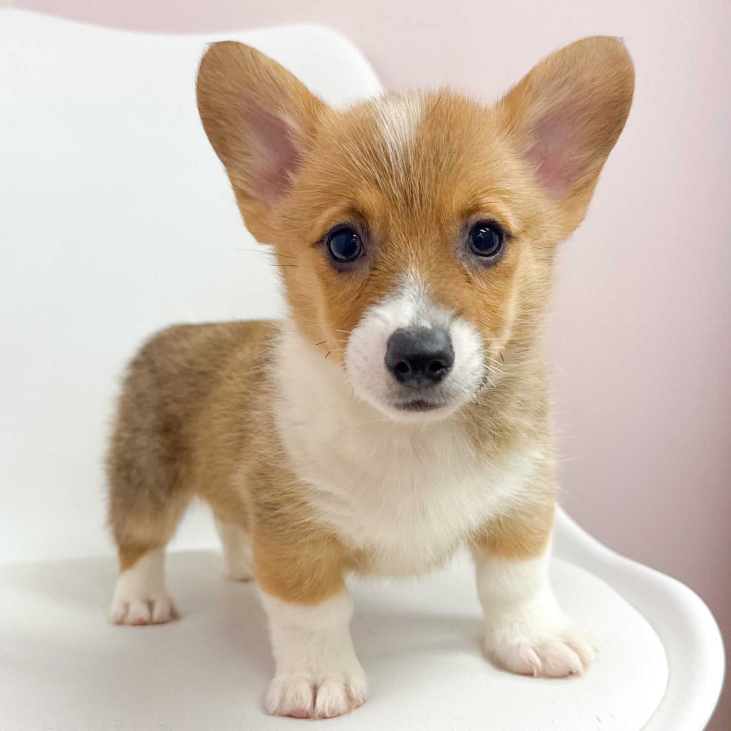 Colin-Male Pembroke Welsh Corgi