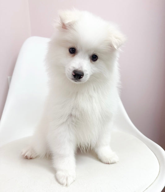 Marshmallow- Male American Eskimo