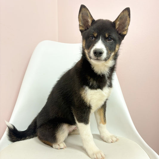 Simba- Male Shiba Inu