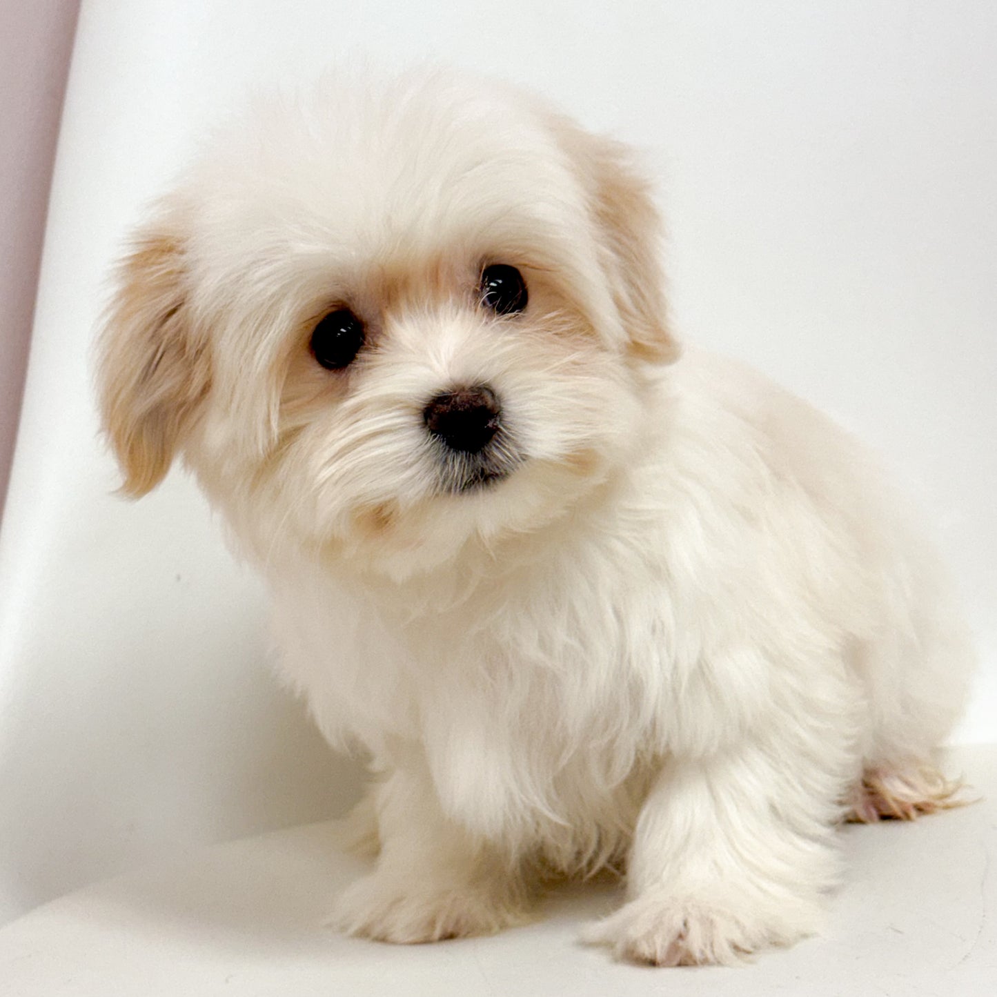 Markie - Male Morkie