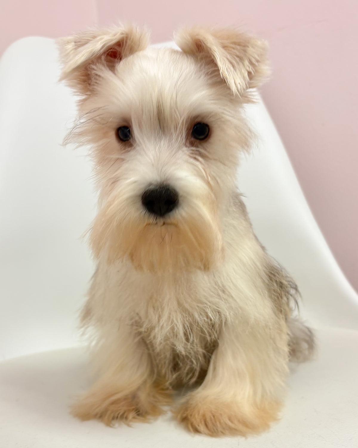 Sammy-Male Mini Schnauzer