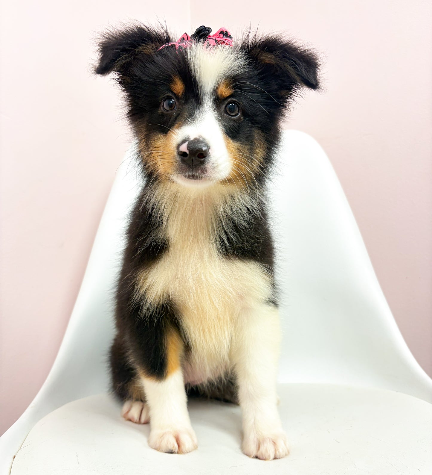 Nova- Female Australian Shepherd