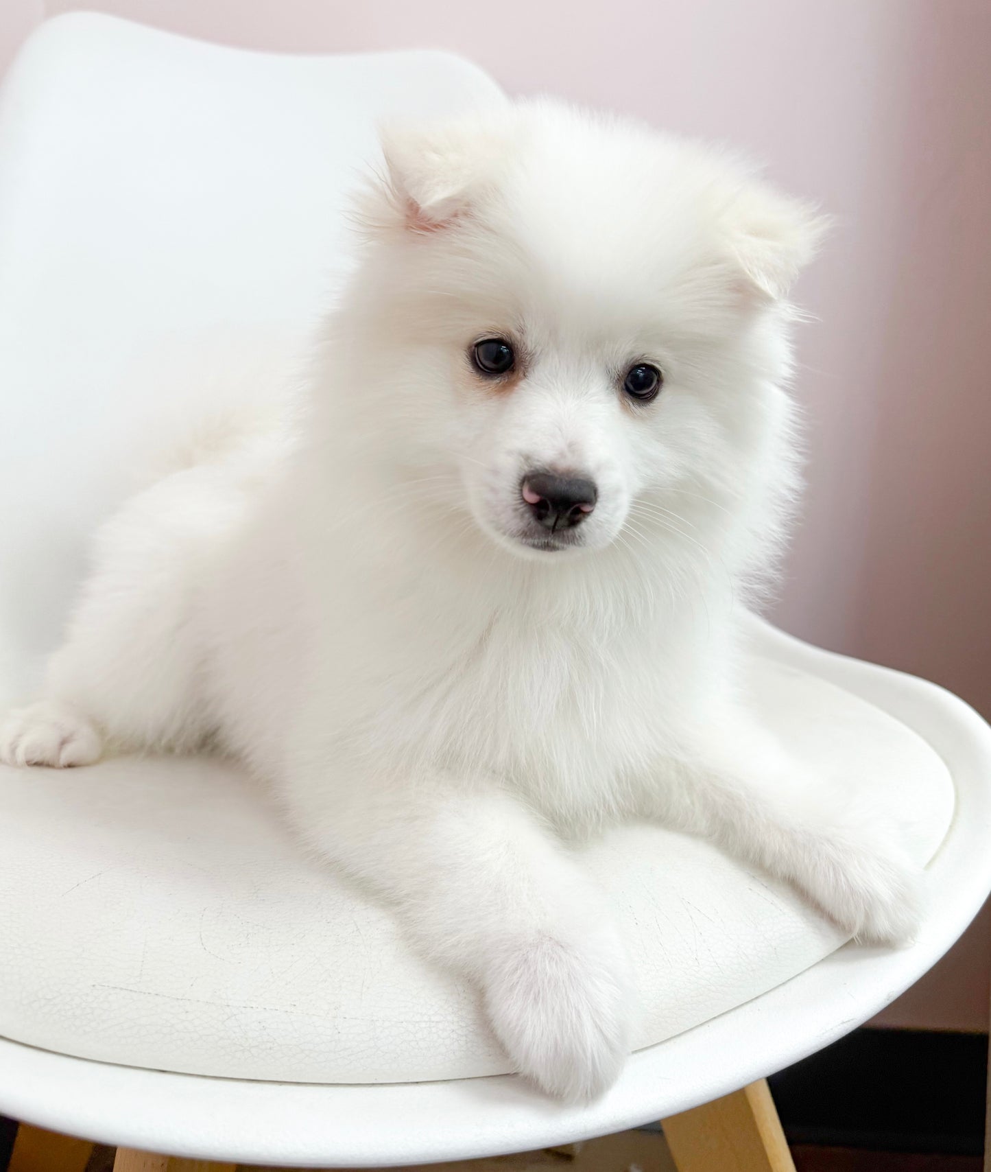 Marshmallow- Male American Eskimo