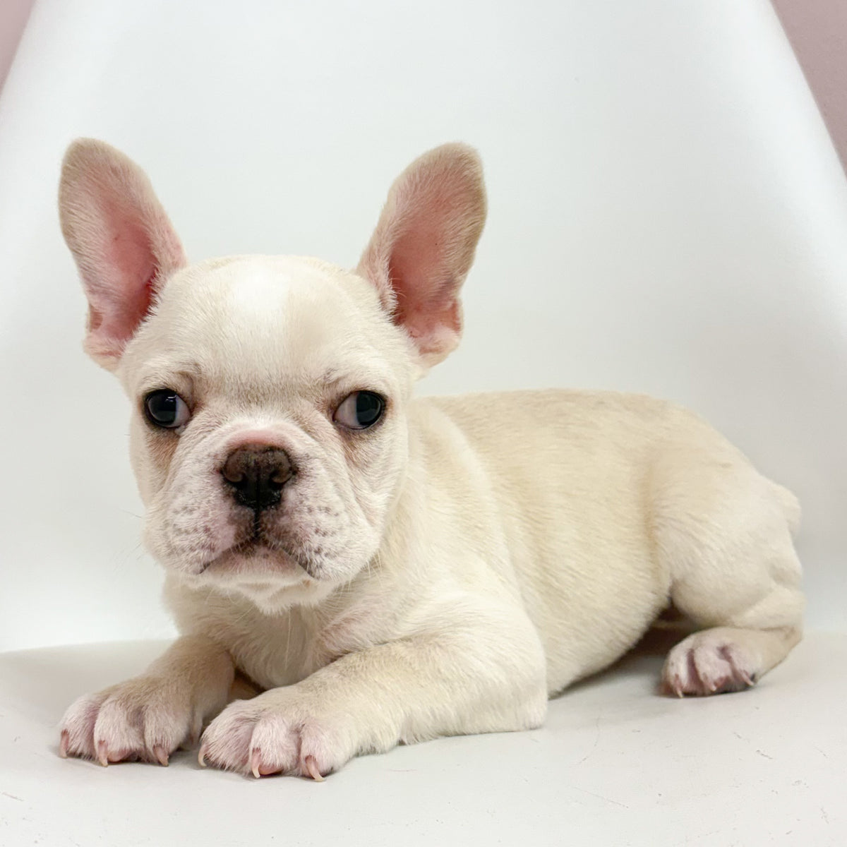 Lenny- Male French Bulldog