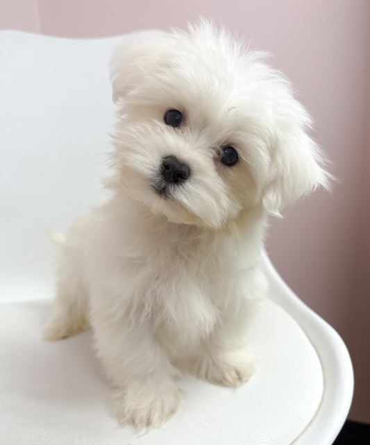 Milo- Male Maltese