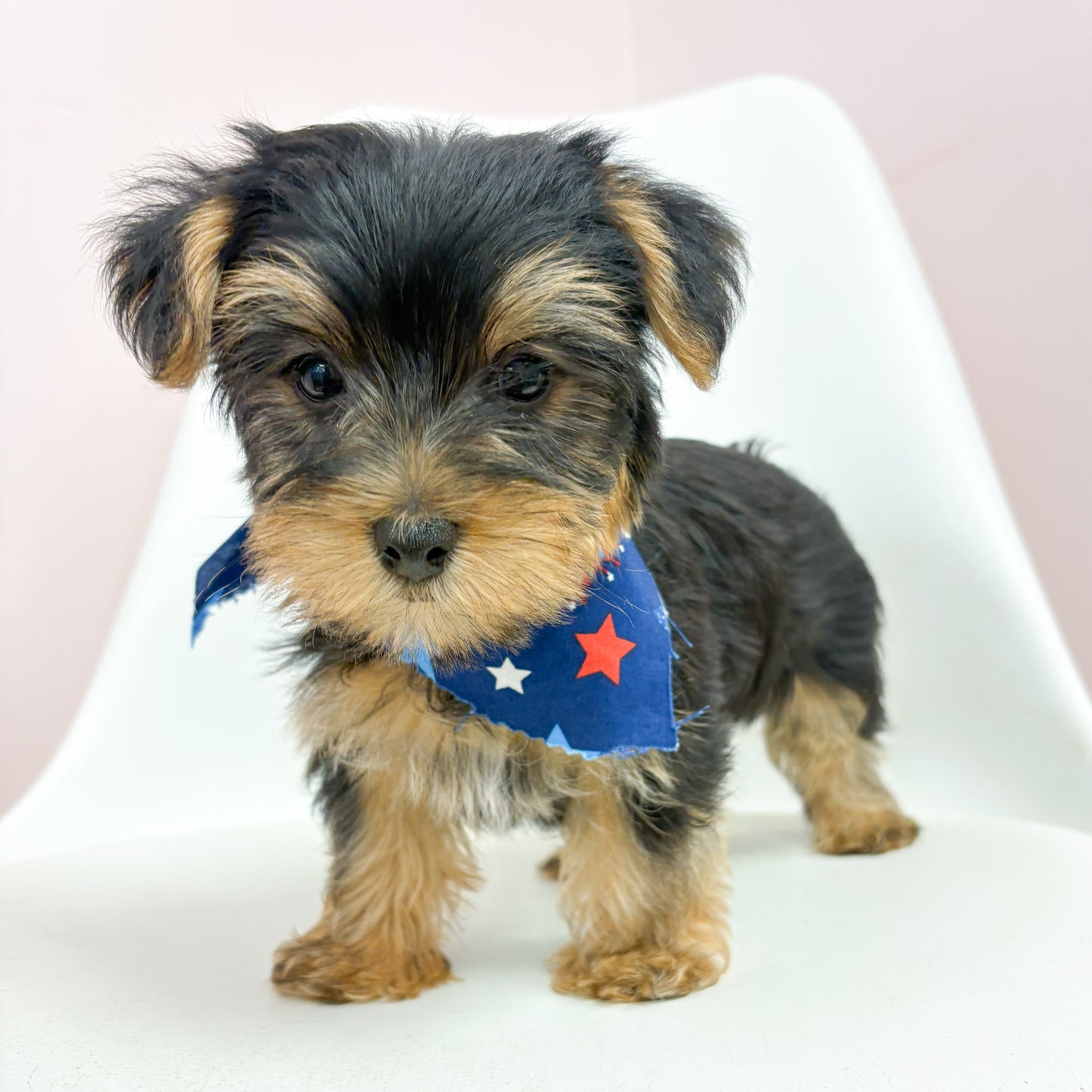 Louie- Male Yorkie