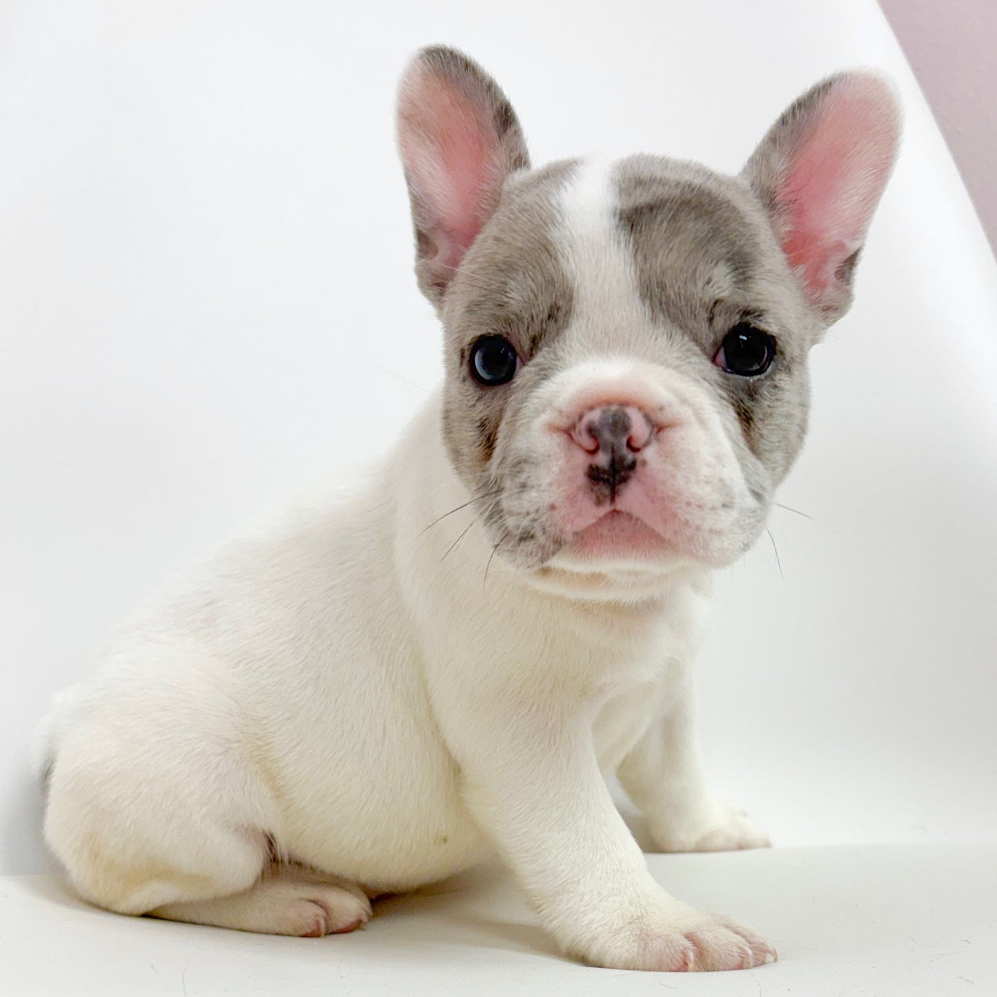 Athena- Female French Bulldog