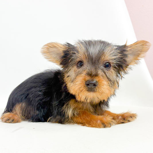 Fitz- Male Yorkie