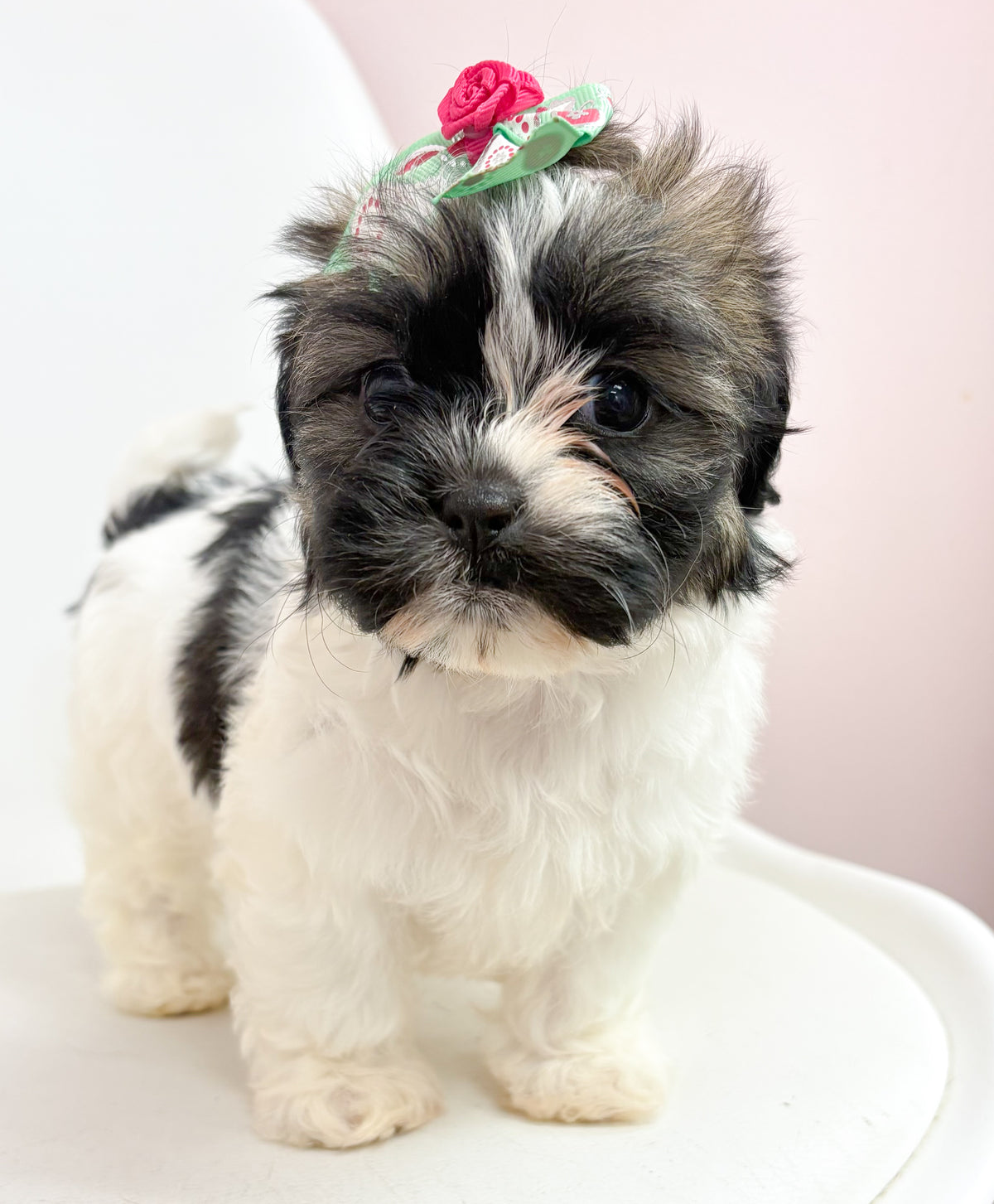 Daisy- Female Shih Tzu