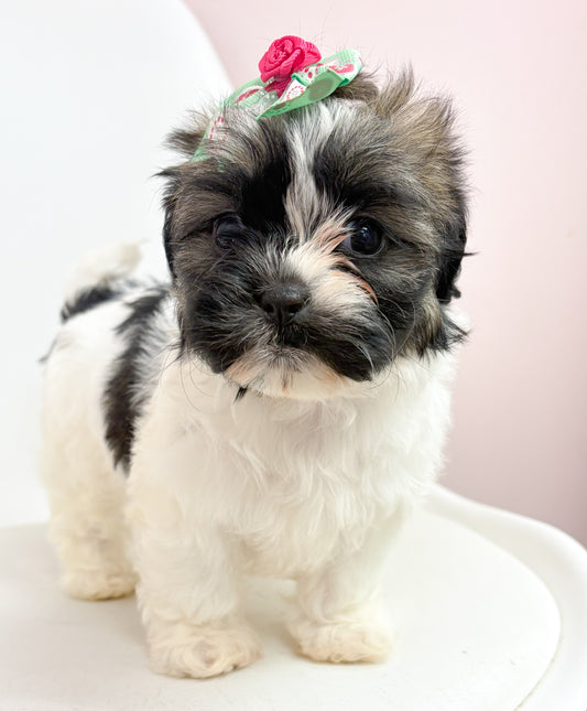 Daisy- Female Shih Tzu