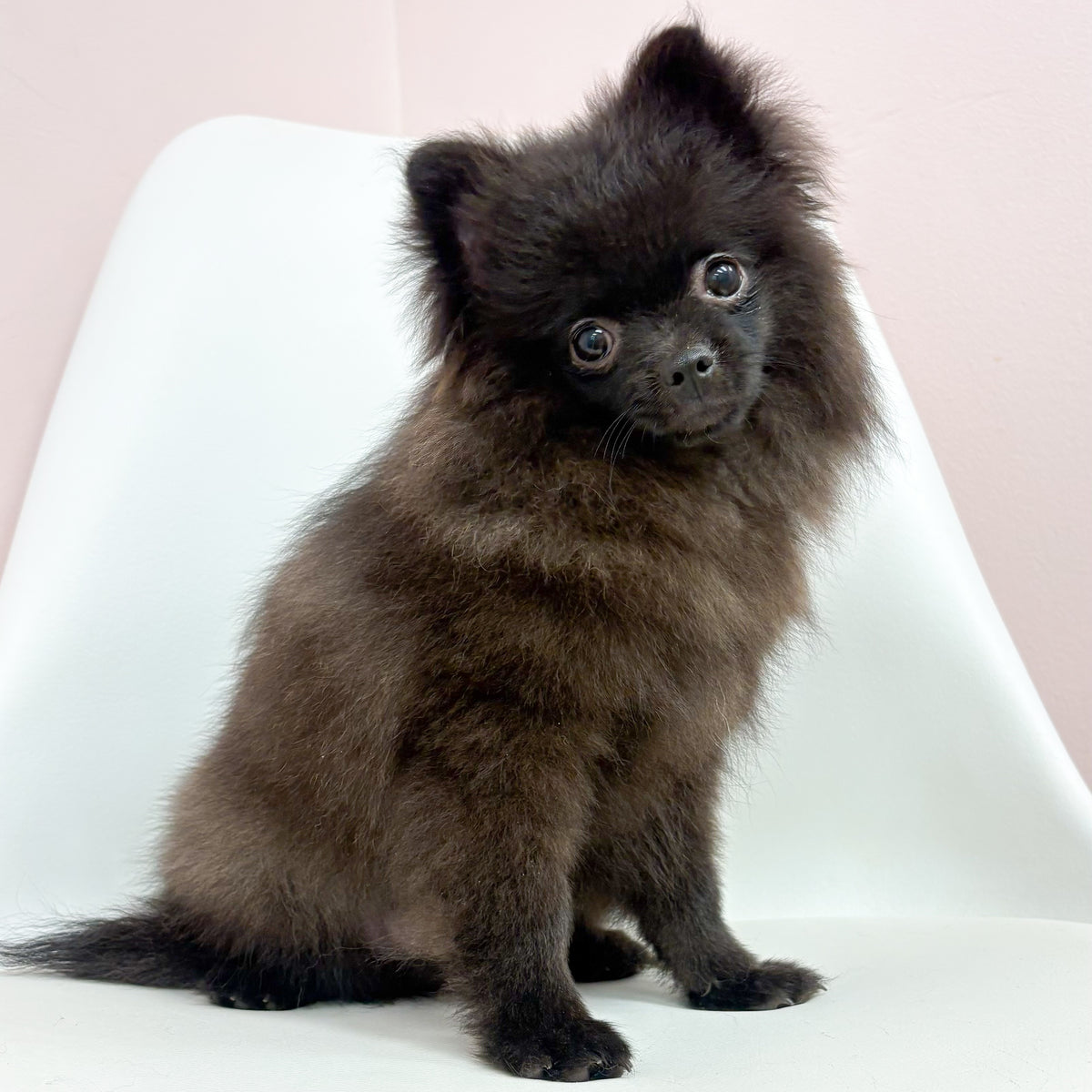 Denver- Male Pomeranian