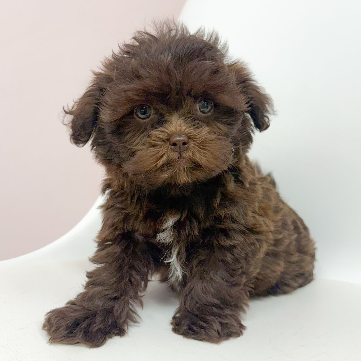 Hershey- Male Shipoo