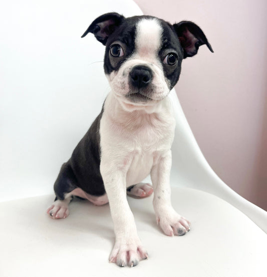 Daisy- Female Boston Terrier