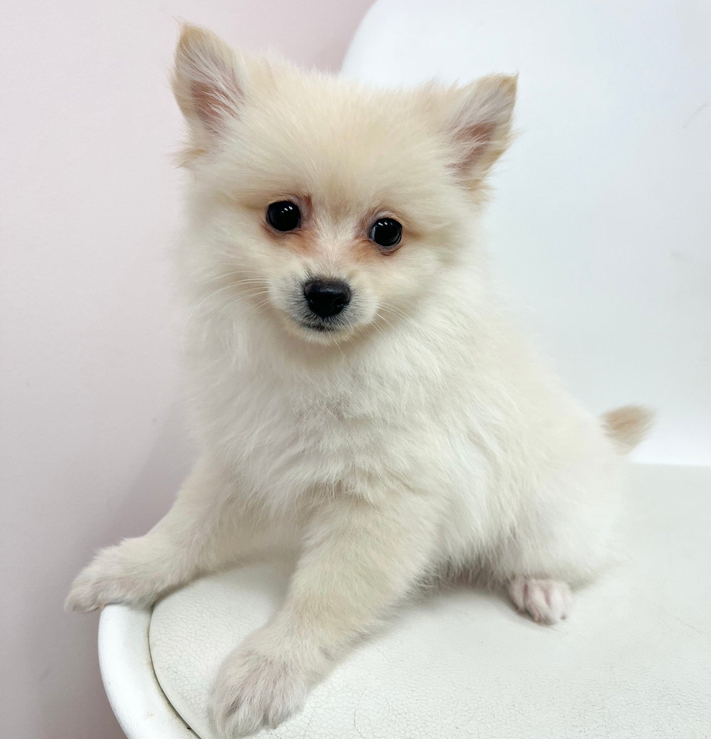 Jax- Male Pomeranian