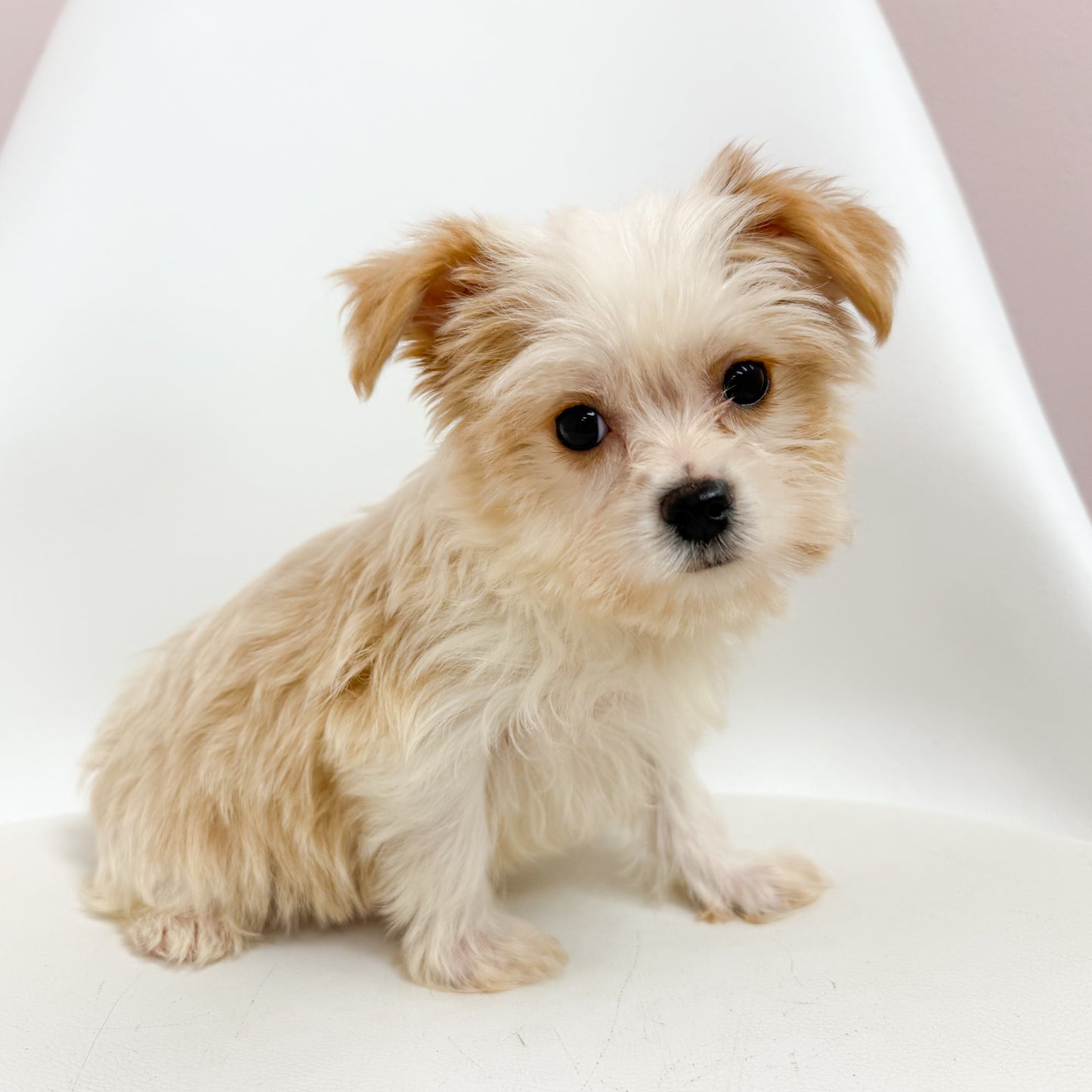Biscuit - Male Morkie