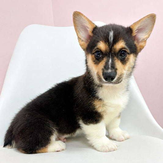 Kirby- Male Corgi