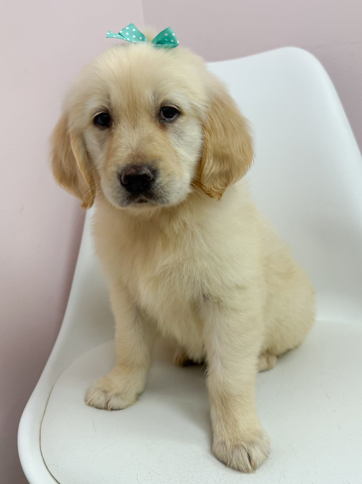 Lucy-Female Golden Retriever