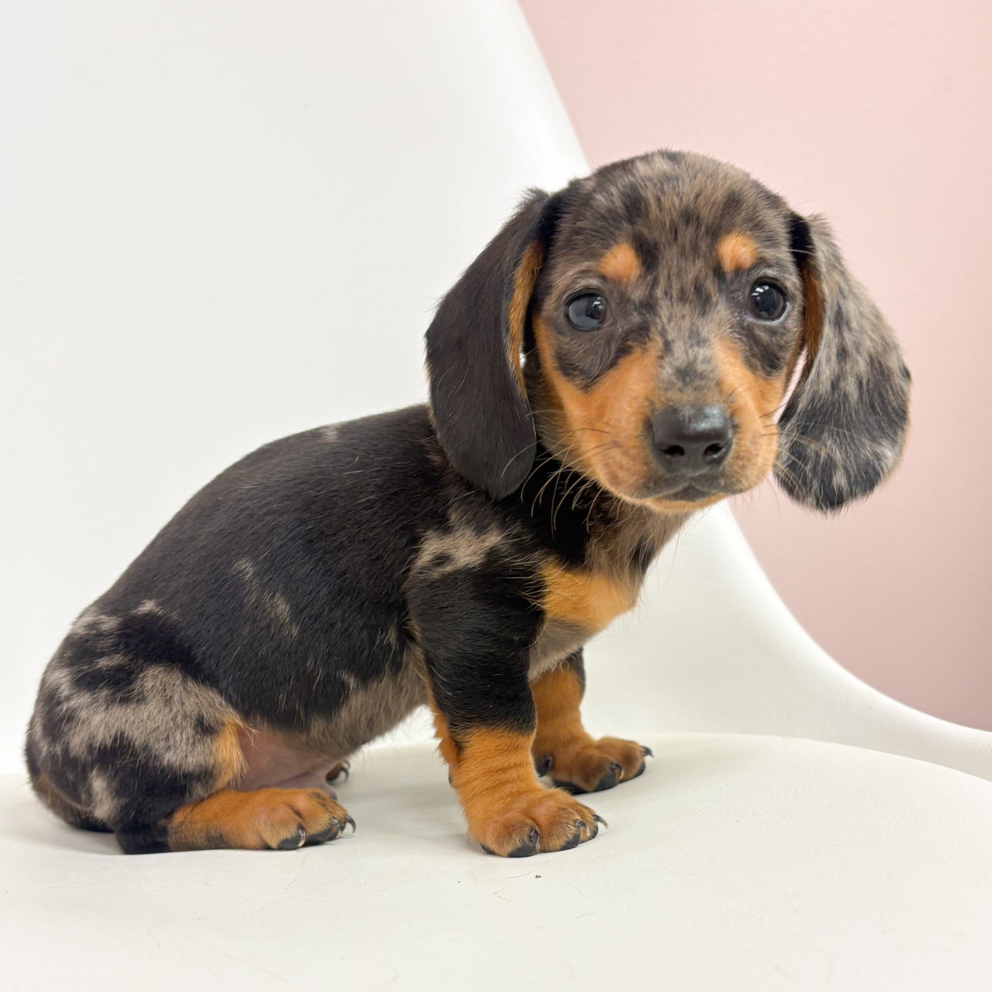 Hansel-Male Mini Dachshund