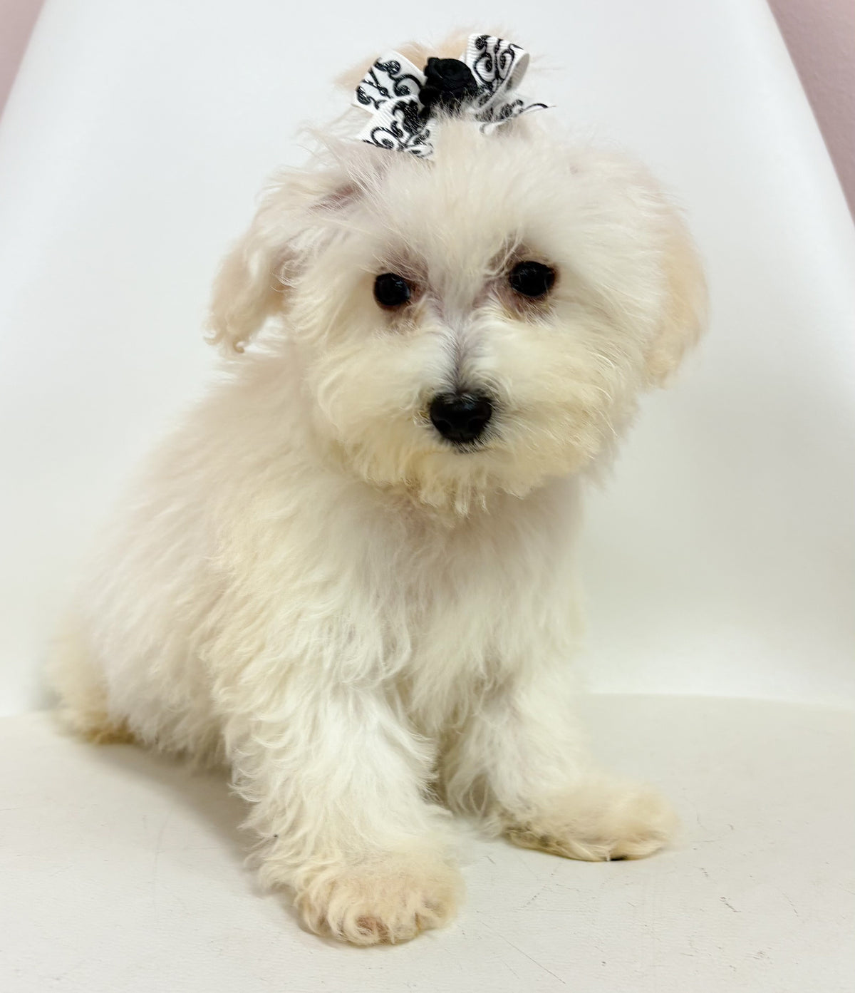 Cookie- Female Bichon-poo