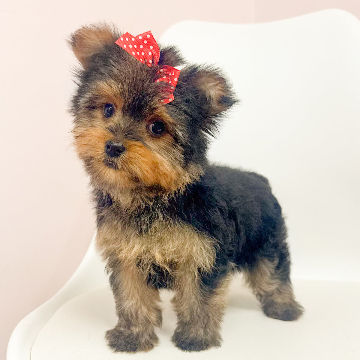 Lottie- Female Yorkie