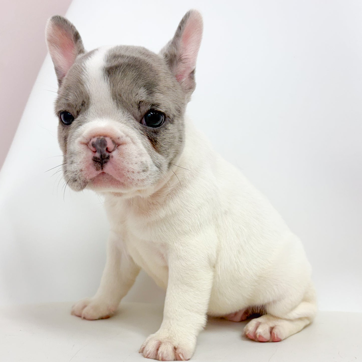 Athena- Female French Bulldog