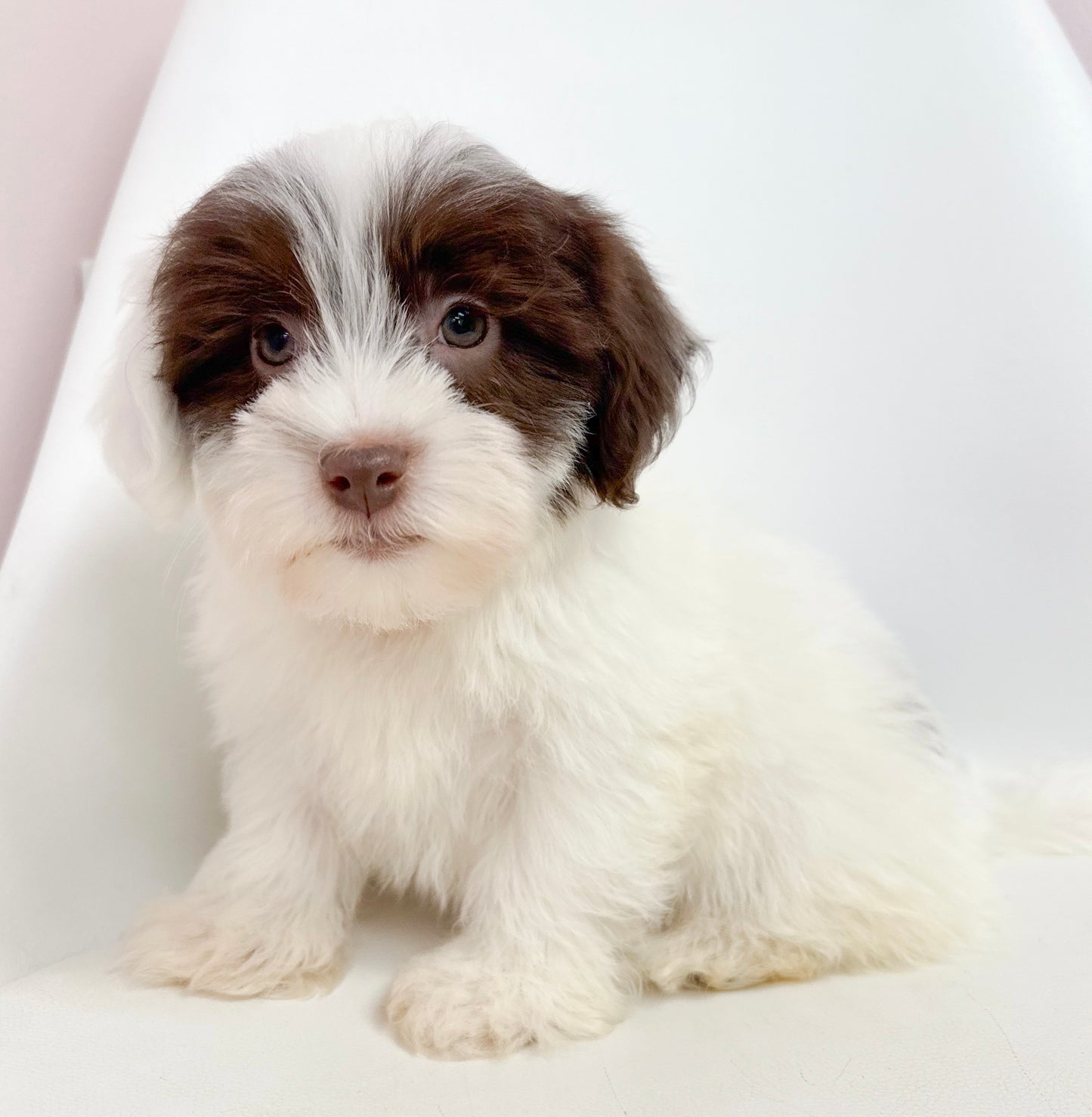 Hugo- Male Havanese