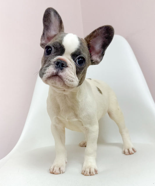 Lionel- Male French Bulldog