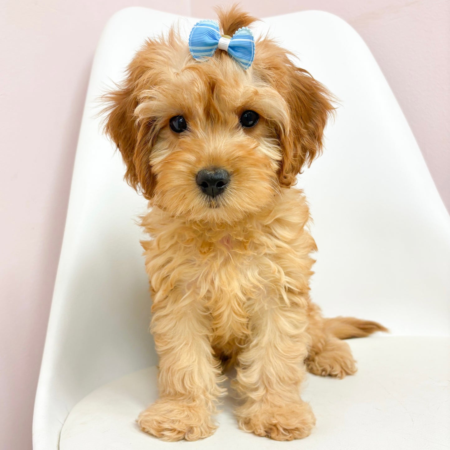 Candi- Female Cavapoo