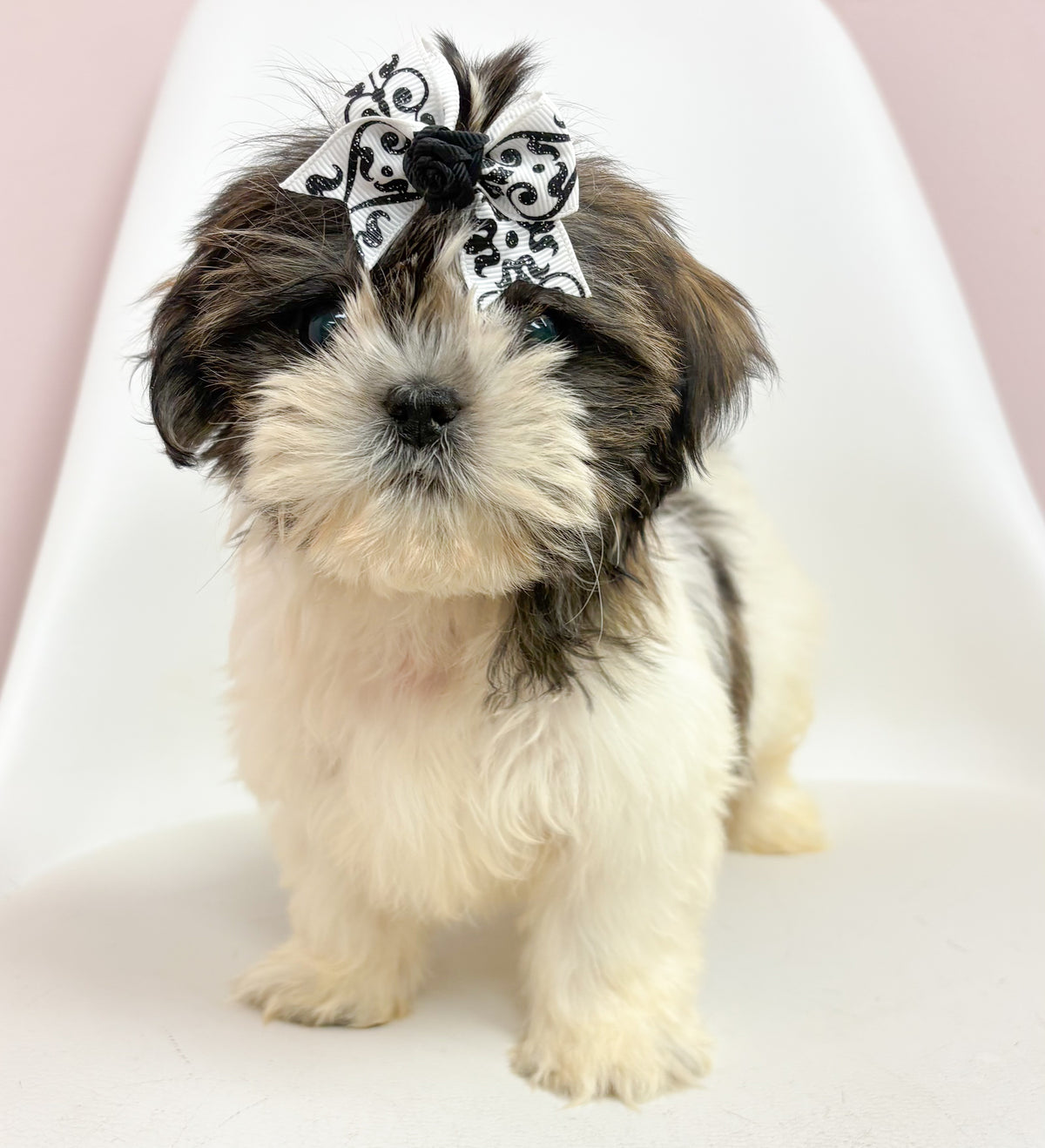 Cleo- Female Shih Tzu