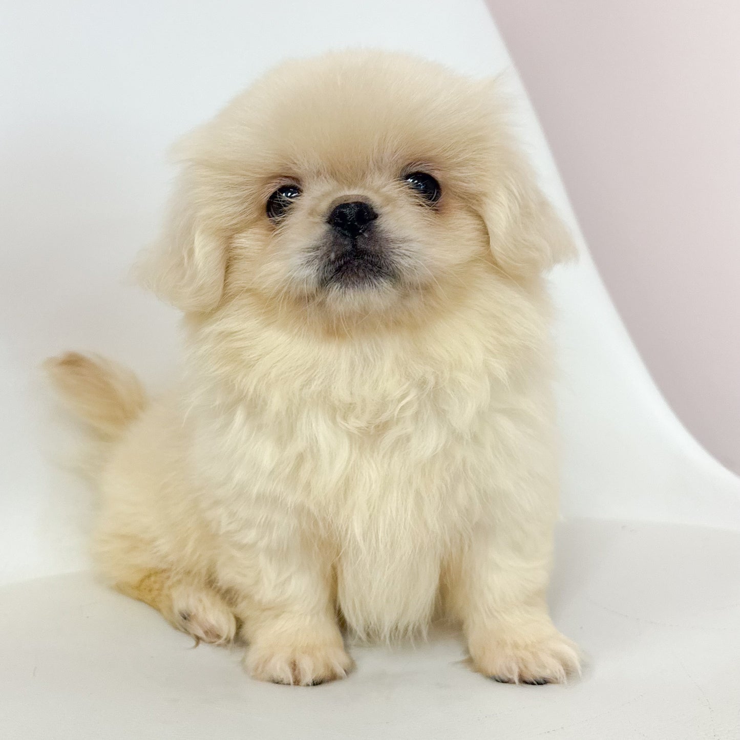 Louie- Male Pekingese