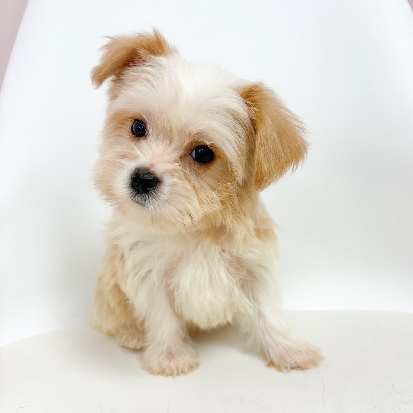 Biscuit - Male Morkie