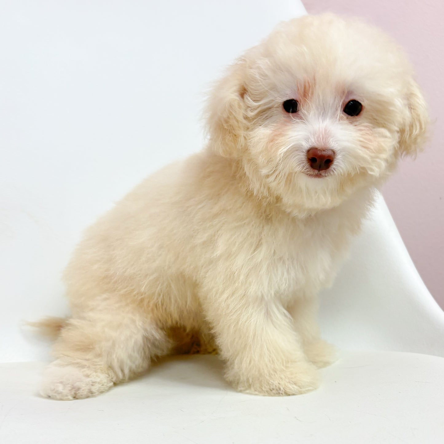 Alex- Male Mini Poodle