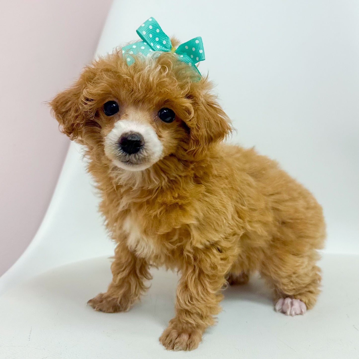 Scarlet-Female Toy Poodle
