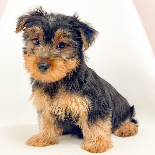 Louie- Male Yorkie