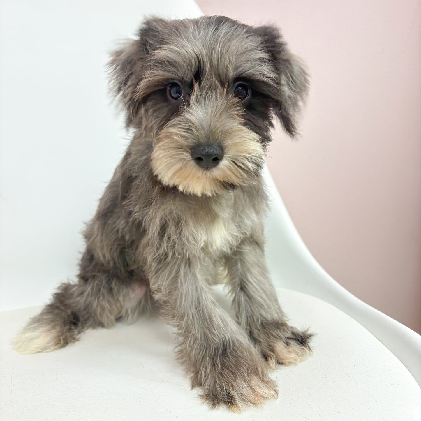 Rip-Male Mini Schnauzer