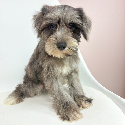 Rip-Male Mini Schnauzer