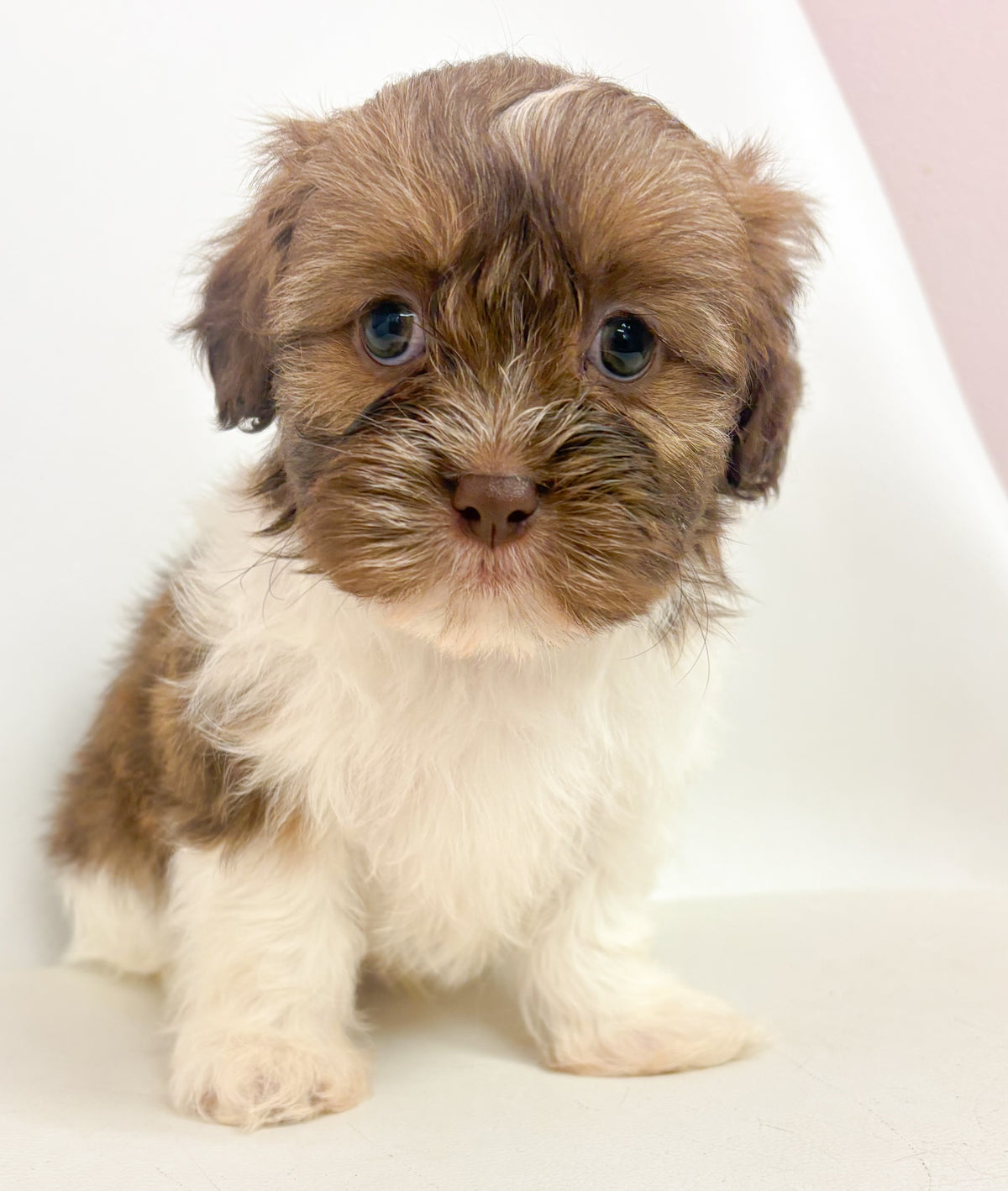 Teddy- Male Shih Tzu