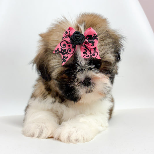 Shelby- Female Shih Tzu