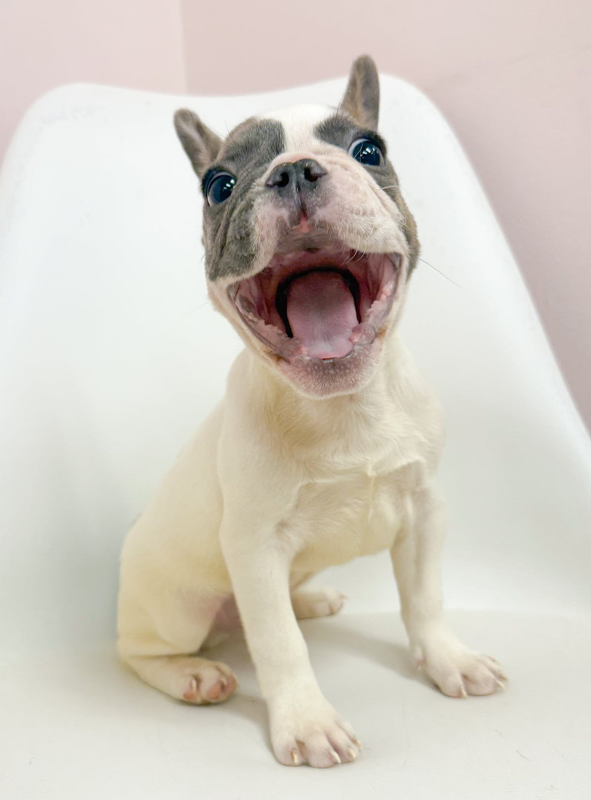 Lionel- Male French Bulldog